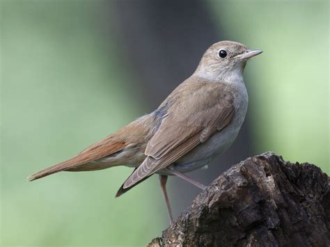 死鳥|【サヨナキドリ (ナイチンゲール)の生態！】鳴き声や。